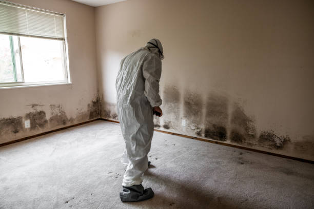 Mold Removal and Inspection in Nekoosa, WI
