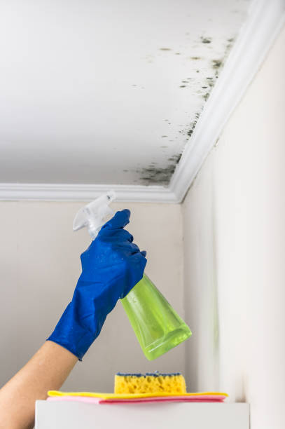Best Mold Inspection  in Nekoosa, WI