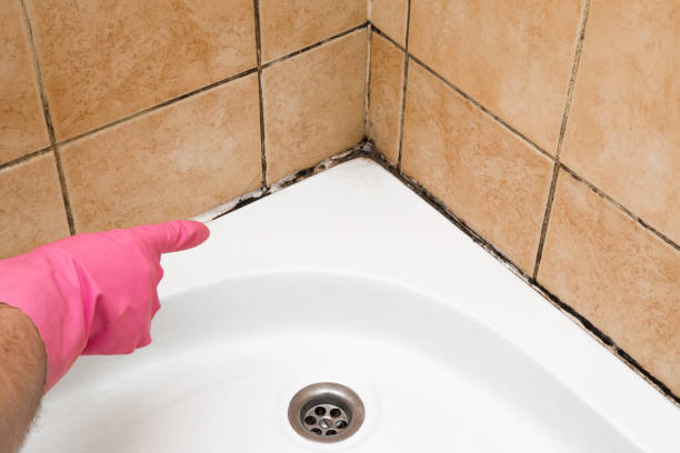Best Mold Removal Process  in Nekoosa, WI